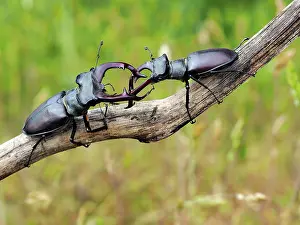 Stefan Meyers: 80181398 Stag Beetle males fighting Lucanus cervus