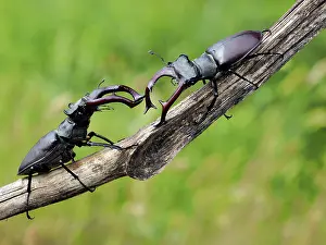 Stefan Meyers: 80181399 Stag Beetle males fighting Lucanus cervus