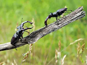 Stefan Meyers: 80181400 Stag Beetle males fighting Lucanus cervus