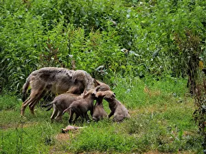 Stefan Meyers: 80181401 Wolf - adult feeding cubs (controlled conditions)