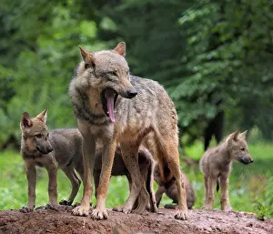Controlled: 80181403 Wolf - mother with cubs (controlled conditions)