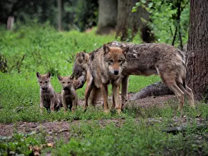 Stefan: 80181410 Wolf - adults with cubs Canis lupus Stefan