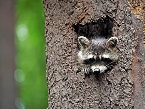 Racoon: 80181411 Racoon - looking out of a tree hole Germany