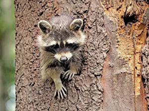 Racoon: 80181412 Racoon - looking out of a tree hole Germany
