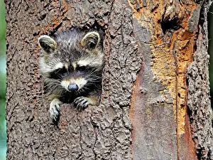 Racoon: 80181413 Racoon - looking out of a tree hole Germany