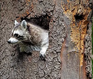 Racoon: 80181414 Racoon - looking out of a tree hole Germany