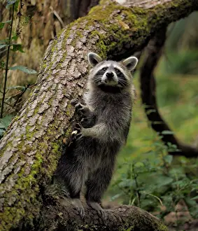 Racoon: 80181415 Racoon - standing upright and looking Germany