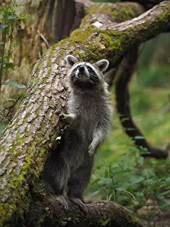 Racoon: 80181416 Racoon - standing upright and looking Germany