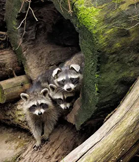 Racoon: 80181417 Racoon - three emerging from their sleeping