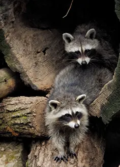 Racoon: 80181418 Racoon - two emerging from their sleeping