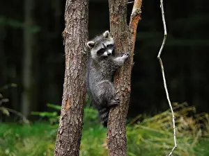 Racoon: 80181419 Racoon - young one climbing up a tree and