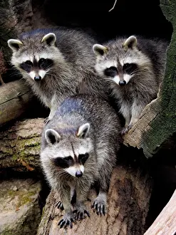 Racoon: 80181420 Racoon - three emerging from their sleeping