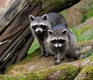 Racoon: 80181421 Racoon - two Germany Procyon lotor Stefan