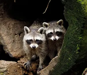 Racoon: 80181422 Racoon - two emerging out of their sleeping