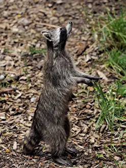Racoon: 80181423 Racoon - standing upright and looking up