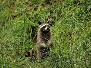 Racoon: 80181424 Racoon - standing upright and looking Germany