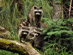 Racoon: 80181425 Racoon - mother with two young cubs Germany
