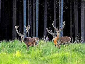 Stags: 80181427 Red Deer - group of stags with antlers