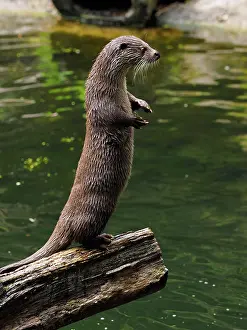 Upright: 80181428 River Otter - standing upright Germany