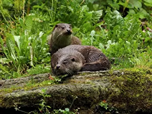 Lutra: 80181429 River Otter - pair together Germany Lutra