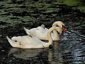Father: 80181443 Mute Swan - father and mother carrying