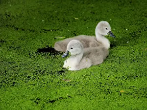 Cygnets: 80181445 Mute Swan - young ones cygnets Germany
