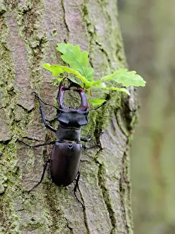 Bark: 80181451 Stag Beetle male sitting on the bark of