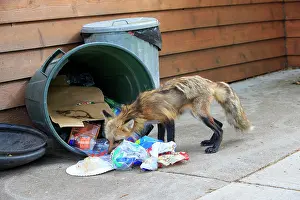 Rubbish: 80181454 Red Fox - adult looking for food in rubbish