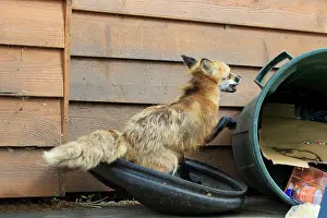 Rubbish: 80181455 Red Fox - adult looking for food in rubbish