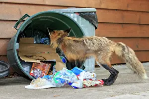 Rubbish: 80181456 Red Fox - adult looking for food in rubbish