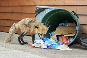 Rubbish: 80181457 Red Fox - adult looking for food in rubbish