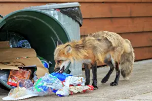 Rubbish: 80181458 Red Fox - adult looking for food in rubbish