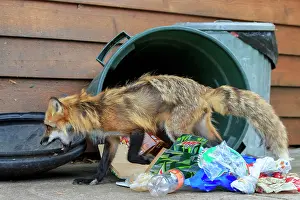 Rubbish: 80181459 Red Fox - adult looking for food in rubbish
