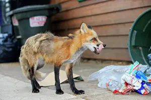 Rubbish: 80181461 Red Fox - adult looking for food in rubbish
