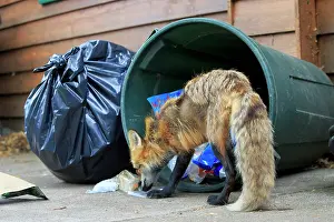 Rubbish: 80181463 Red Fox - adult looking for food in rubbish