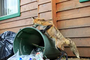 Rubbish: 80181464 Red Fox - adult looking for food in rubbish
