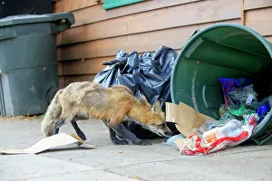 Rubbish: 80181473 Red Fox - adult looking for food in rubbish