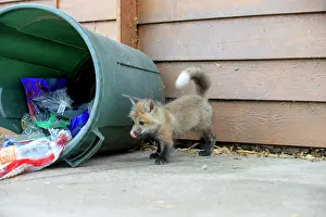 Rubbish: 80181474 Red Fox - young looking for food by rubbish