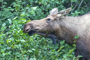 Anchorage: 80181526 Moose - young - autumn Anchorage, Alaska