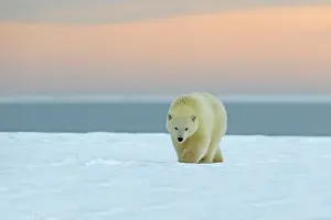 Barrier: 80181548 Polar Bear - yearling along a barrier island