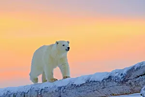 Barrier: 80181550 Polar Bear - yearling along a barrier island