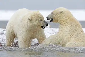 Barrier: 80181562 Polar Bear - young playing along a barrier