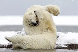 Barrier: 80181563 Polar Bear - young playing along a barrier