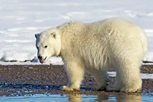 Barrier: 80181594 Polar Bear - yearling along a barrier island
