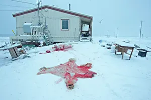 Killed: 80181618 Polar Bear - subadult killed and skinned