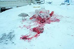 Killed: 80181619 Polar Bear - subadult killed and skinned