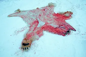 Killed: 80181620 Polar Bear - subadult killed and skinned
