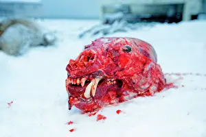 Killed: 80181623 Polar Bear - subadult killed and skinned