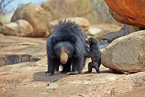 Sloth: 80181628 Sloth Bear - mother with baby Sandur Mountain
