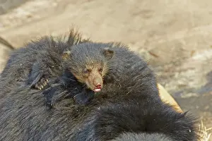 Sloth: 80181629 Sloth Bear - mother with baby Sandur Mountain